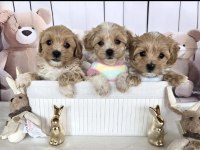 A Kalite Maltipoo Yavrularımız