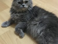 Ücretsiz sahiplendirme british longhair