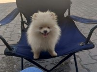 POMERANİAN BOO DİŞİ KÖPEĞİMİZ