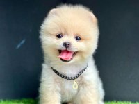 Sevimli Pomeranian Boo Yavrularımız