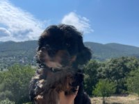 ORJİNAL MALTİPOO YAVRULAR