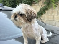 Safkan Dişi Shih Tzu