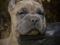 DEV CANE CORSO YAVRULARI