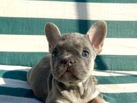 BLUETAN french Bulldog