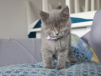 BRİTİSH SHORTHAİR DİŞİ VE ERKEK BLUE