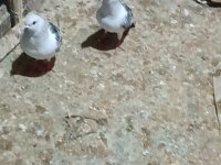 Bu güvercin bu fiyata zor bulunur