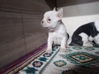 0-3 AYLIK FRENCH BULLDOG YAVRULARIMIZ
