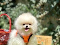 Pomeranian Boo Yavrum