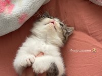 Yetişkin sahiplendirilecek safkan exotic shorthair