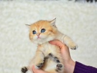 Şampiyonluk güzelliğinde ny11 golden british shorthair
