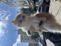 By12 Golden British Shorthair Dişi Ped