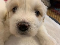 10 Ocak Doğumlu 1 Kız ve 1 Erkek Terrier (Rezerveye Açık)