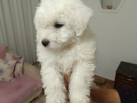 Kar beyaz bichon frise yavrular