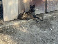 5 aylık belçika kurdu