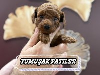 Sevimli Irk Toy Poodle