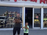 MALTESE YAVRULAR MALTİPO YAVRULAR TOY POODLE YAVRULAR