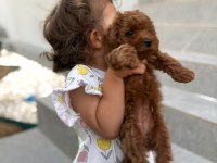 Toy poodle yavrular dişi erkek