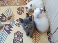 2 aylık british blue point yavru erkek kedim