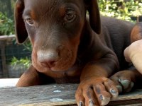 Şecereli Safkan Anne Babadan 2 Aylık Doberman Yavruları