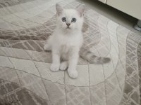 10 Temmuz doğumlu yavru kedimiz