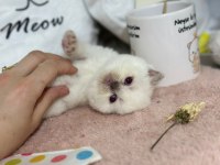 British shorthair 55 günlük