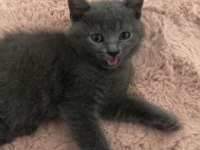 Gri British Shorthair oğluşumuz