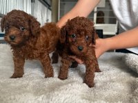 Kore toy poodle yavrularımız