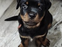Rottweiler Safkan