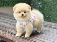 ORJİNAL POMERANİAN