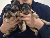Teacup yorkshire terrier yavrular