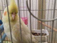 Lutino 8 aylık veteriner bakımlı sultan papağanı