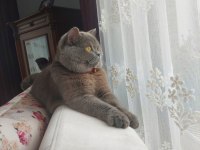 British Shorthair Kedimiz
