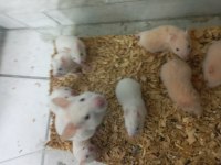 Hepsi yavru hamster
