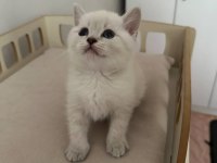 SAFKAN SCOTTİSH VE BRİTİSH YAVRULAR