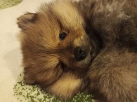 Pomeranian Spitz yavrusu