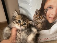 Orjinal ırkta nadir bulunan bir renkte british longhair