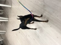 Pinscher şivava