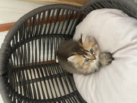 British longhair oğlumuza yuva arıyoruz