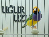 Gökkuşağı ispinozu (Gouldian Finch) mevcuttur