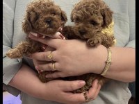 Toy Poodle Yavrular