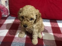 İstanbul Ankara Safkan Toy Poodle Yavruları
