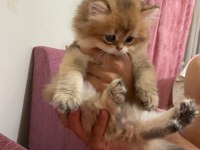 British longhair kedimiz