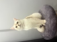 1 yaşında british shorthair ücretsiz sahiplenme