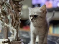 Saf Kan Silver British Shorthair