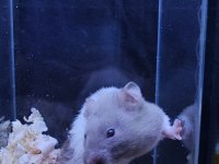 Yavru hamster