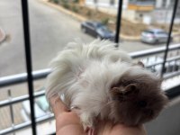 Yavru safkan Coronet Guinea Pig kafesi yemi her şeyi mevcut