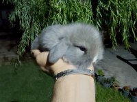 Blue Hollanda Lop Taddy Tavşan