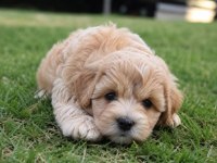 Maltipoo Yavrular