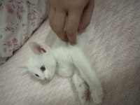 1,5 Aylık British Shorthair