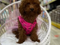 Toy poodle yavrularımız
